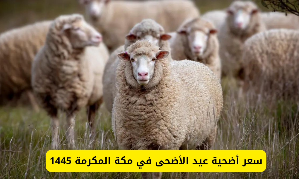 أسعار الأضحية في مكة 