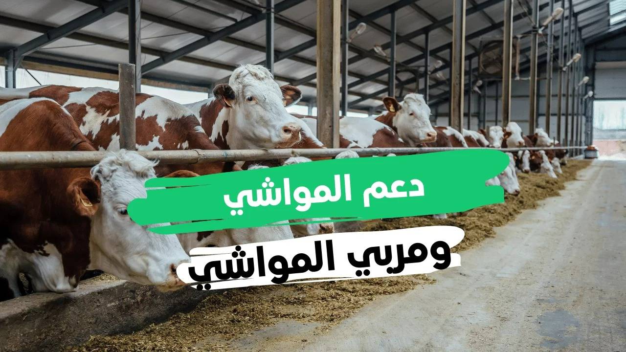 ماهو برنامج دعم صغار مربي الماشية وطريقة التسجيل به؟